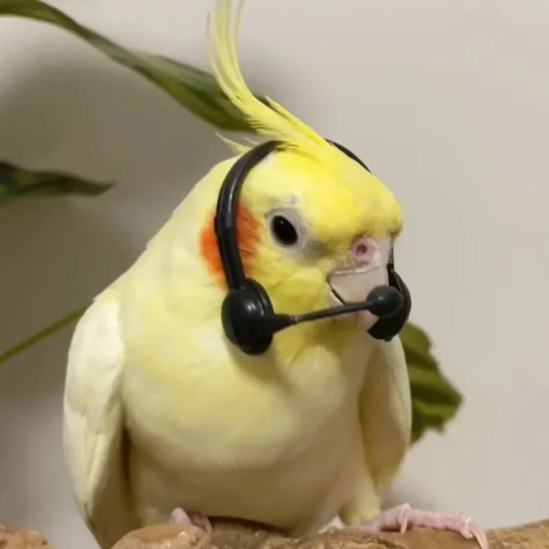 Parrot Walkie-talkie Swim Ring Funny Little Sunglasses Photo Prop Toys Pet Hamster Lizards Hat Birds Toys Pigeon Accessories