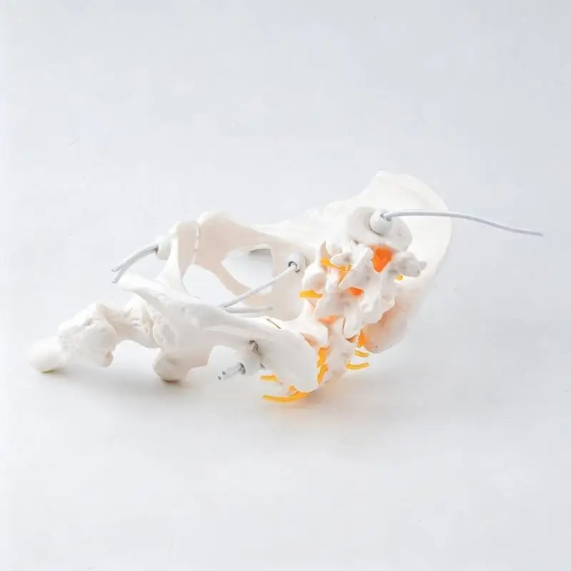 Y1UB Cervical Vertebra Arteria Spine Spinal Nerves Anatomical Model for Science Study