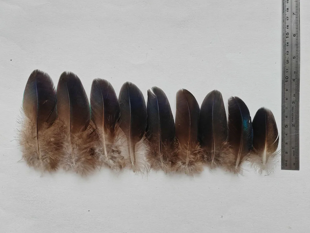 20Pcs/lot!4-10cm long Rare BLUE PEACOCK PLUMAGE WING FEATHERS LOOSE PEACOCK FEATHERS for Making Handicrafts