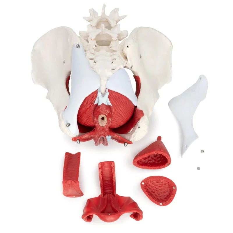 Life Size Female Pelvis Anatomy Model with Pelvic Floor Muscles & Perineum, 1:1 Medical Teaching Aid for OB/GYN Training