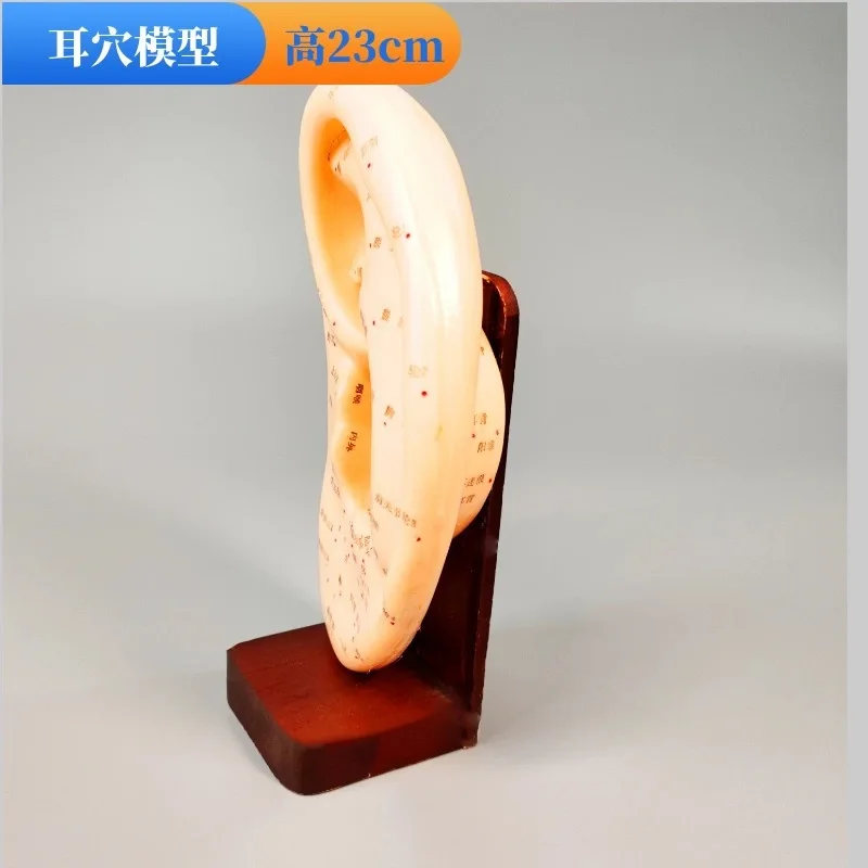 Engraved ear acupoint model - massage, acupuncture, and reflexology learning tool - large right ear auricle