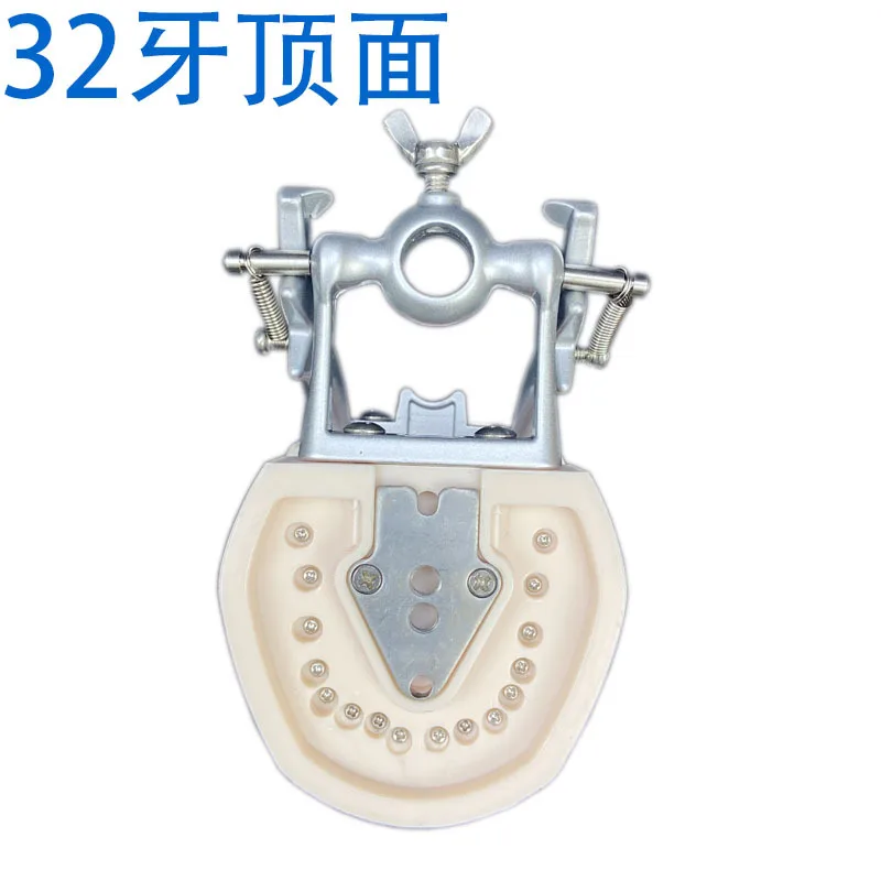 Modello di dente Modello di pratica per insegnare i denti da studio con display pulito multifunzionale