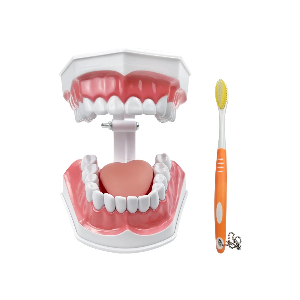 4 volte Modello di denti di carie Modelli di comparazione Decomposizione di carie Modello di laboratorio odontoiatrico dissolvato per il dentista Studio e ricerca