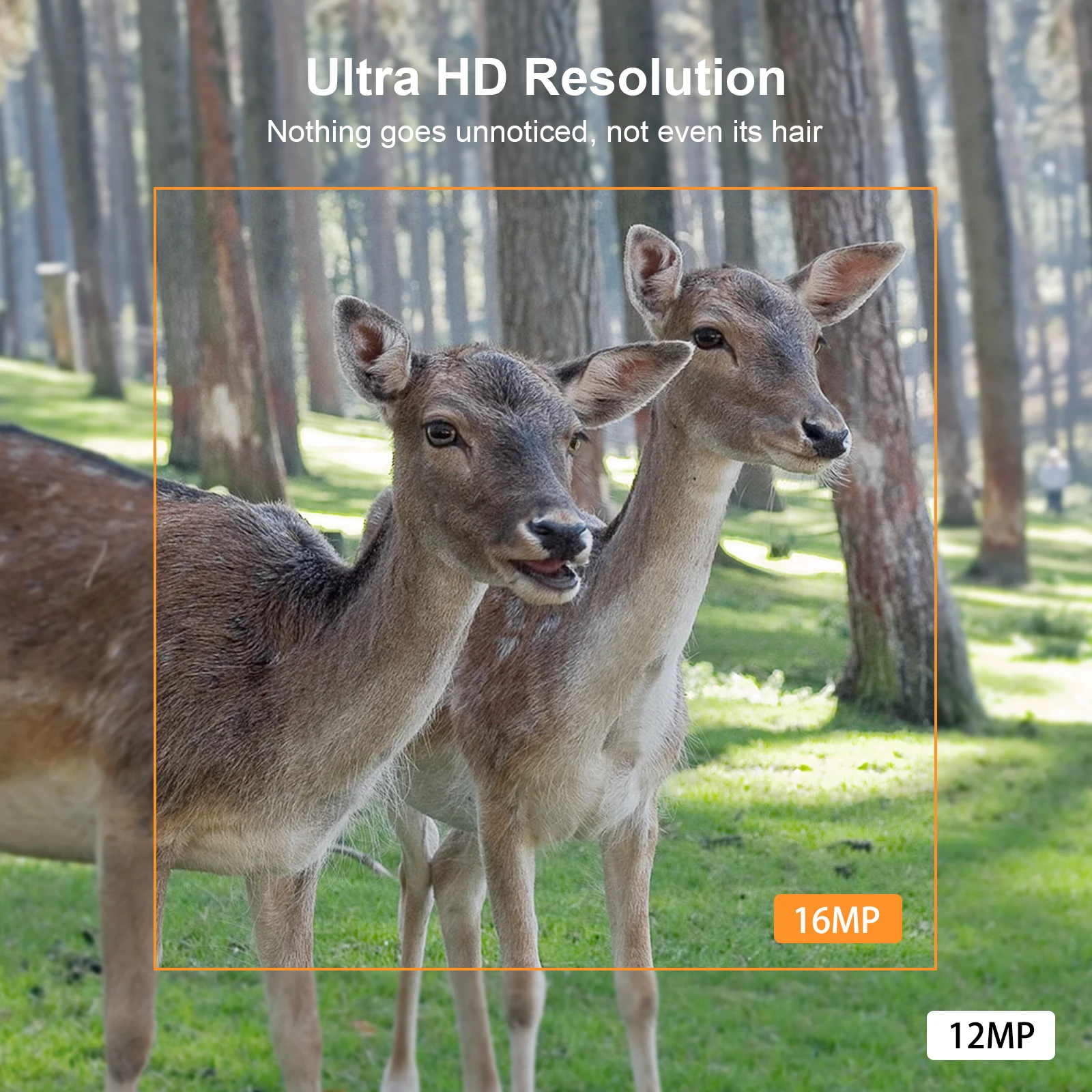 Telecamera da caccia 16MP 1080P Visione notturna Telecamera per la fauna selvatica per campeggio esterno Sicurezza Monitoraggio della visione notturna Telecamera da caccia