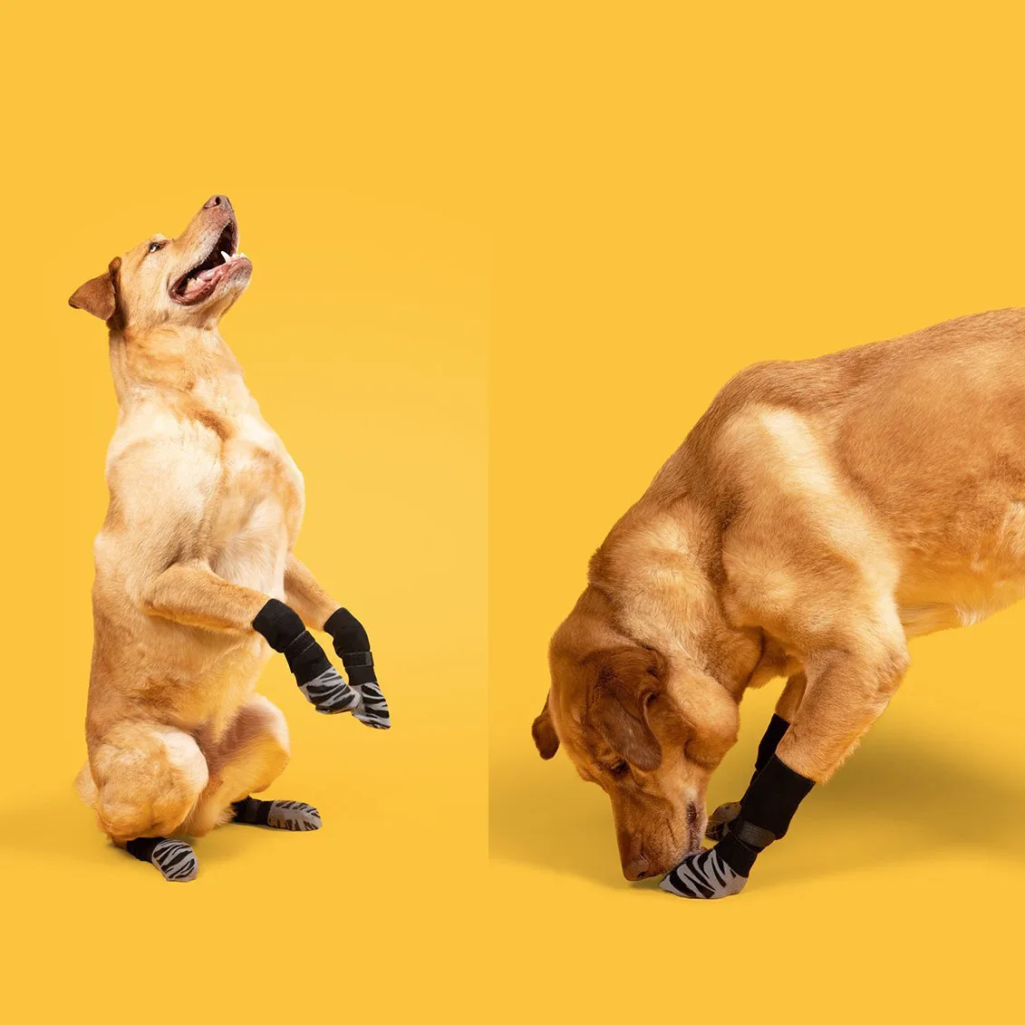 Dog Socks for Small Medium Large Dogs, Indoor Wear Anti-Slip Socks Paw Protector Traction Control Dog Knitted Socks with Rubber