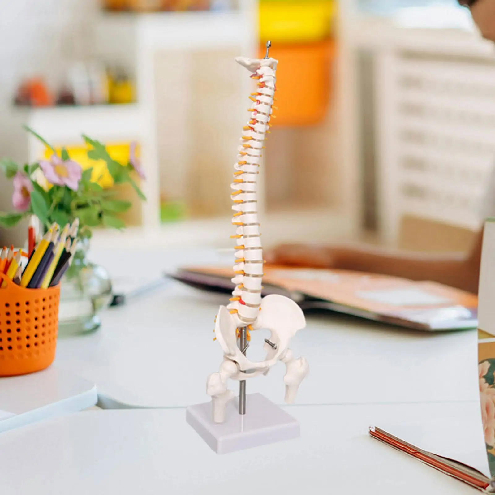 Human Spine Model 17.7inch for Science Study Biological Laboratory