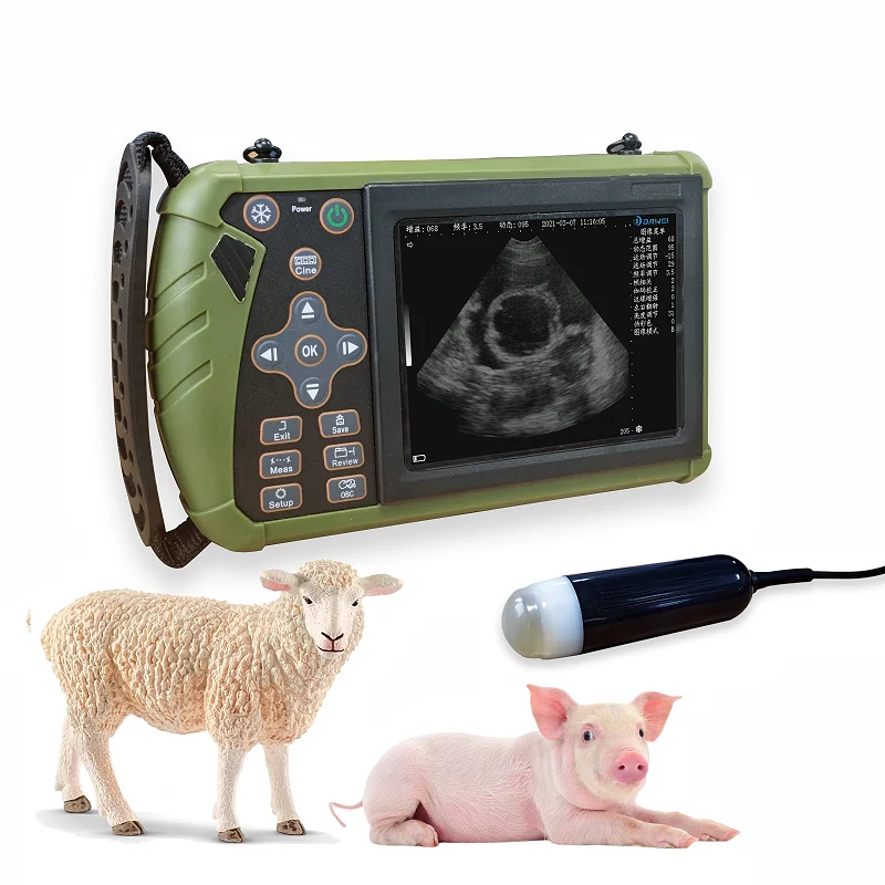 Sheep Pig Dog Veter…