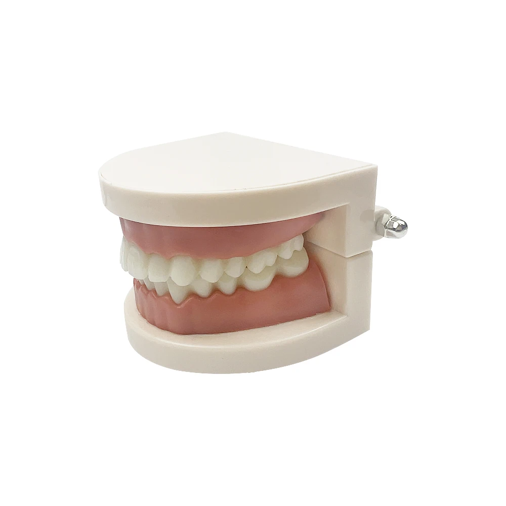 1Pcs Dental Model Training Typodont Teeth Model For Dentist Technician Practice Teaching Gum Teeth Jaw Model Dentistry Equipment