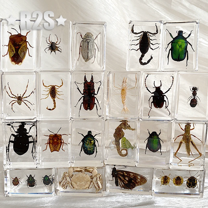 6pcs Natural insect specimens resin marine animal specimens home accessories home decoration accessories figurine