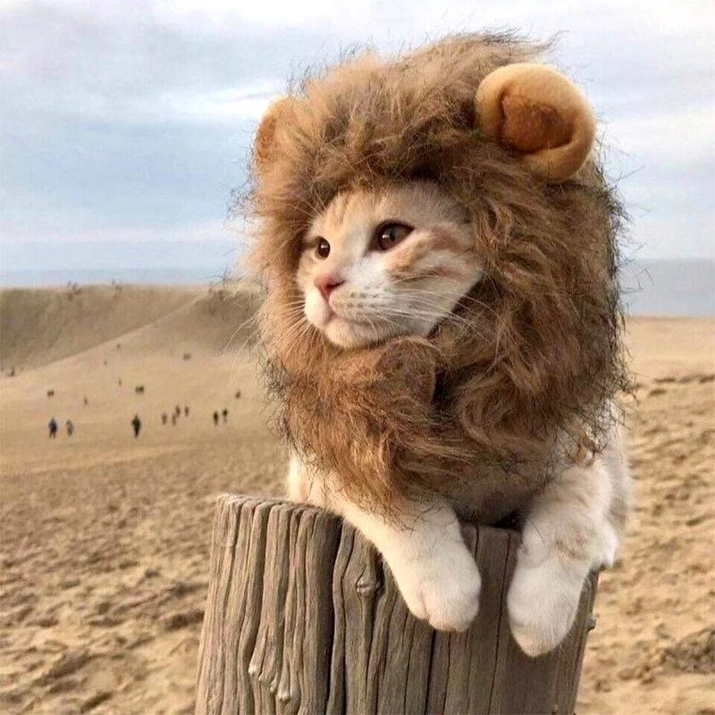 Pet hat cat lion headgear gold gradient kitten home photo special cute cross-dressing funny headgear