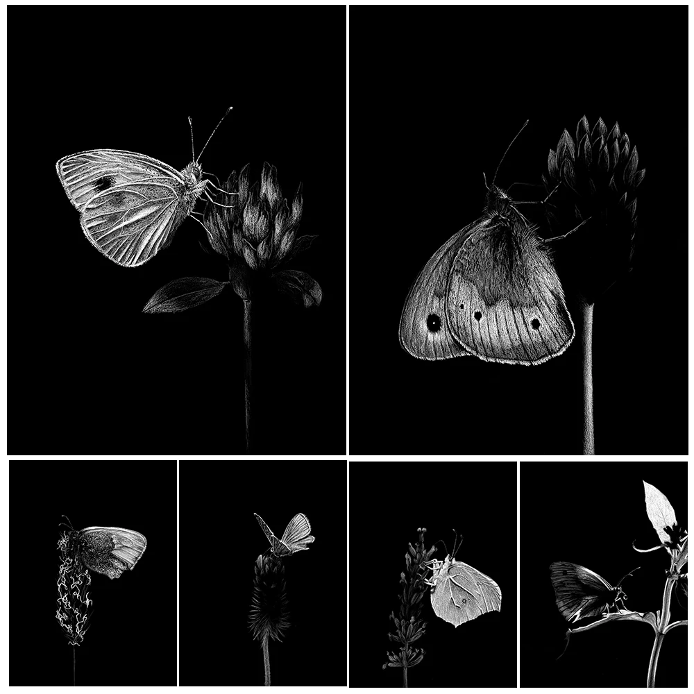 

Small White Butterfly And Plant Vintage Wall Art Canvas Print Mysterious Butterfly Black-White Pencil Drawing Art Poster Print