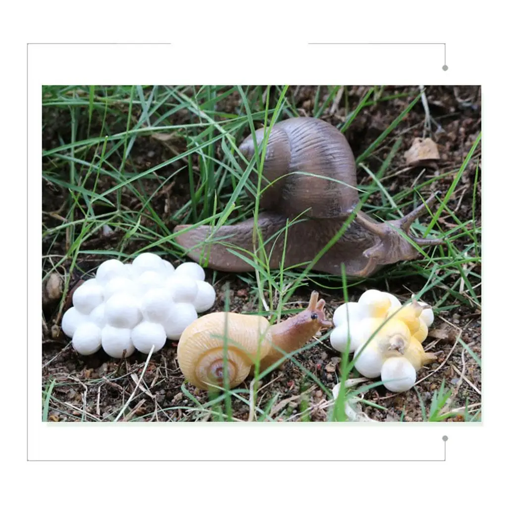

Plastic Growth Life Cycle Playset Educational Cognitive Classroom Toys