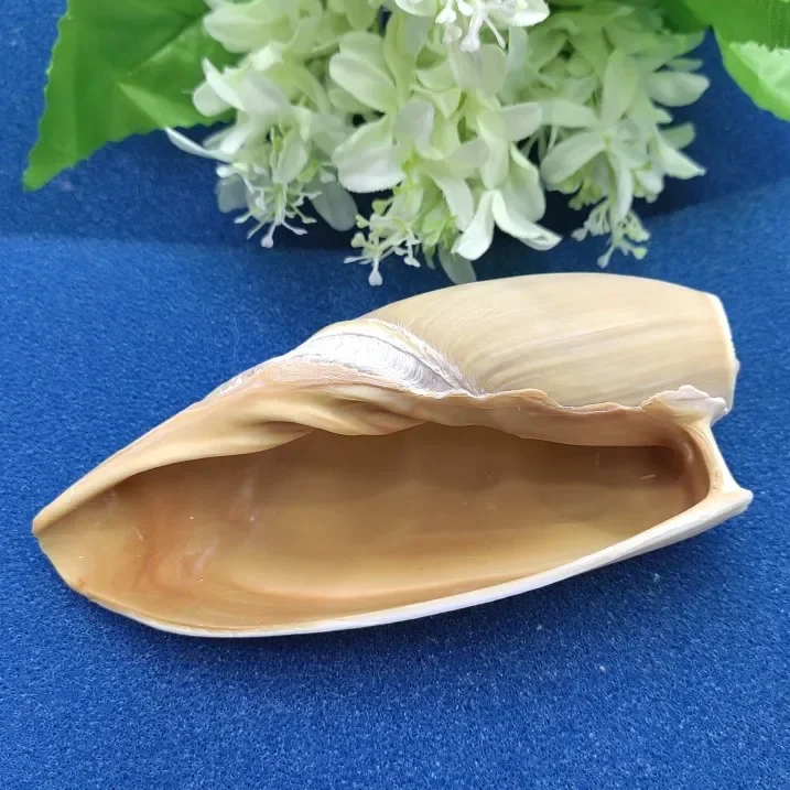 Huge Conch Seashells Volute Cymbiola Imperialis Natural Shell Perfect for Fish Tank Wedding Home Decor Beach Theme Party 10-15cm