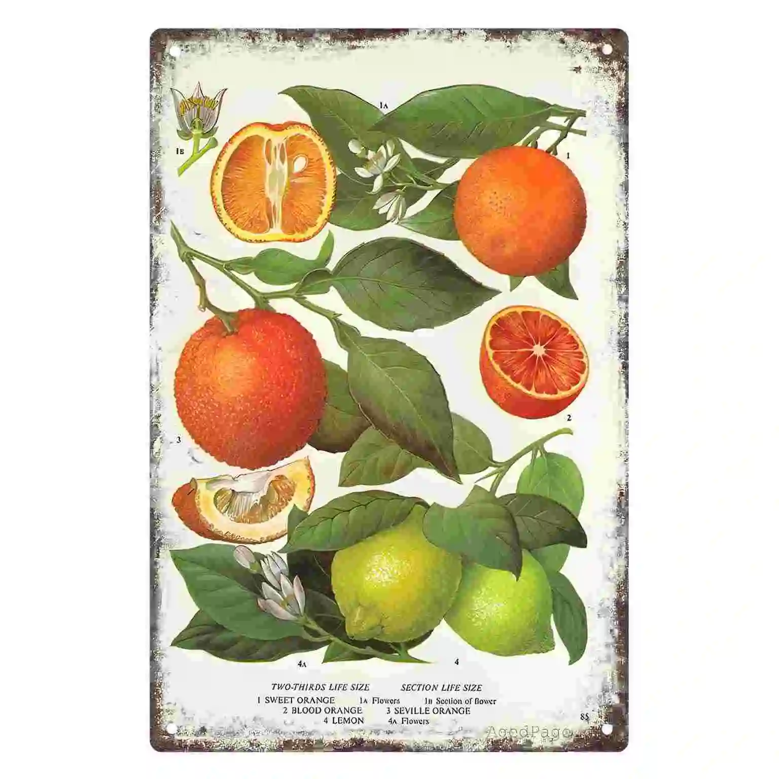 2D FLAT 1pc Vintage Citrus Fruit Botanical Illustration Metal Wall Sign Decoration for Home Cafe Kitchen Porch And Garden