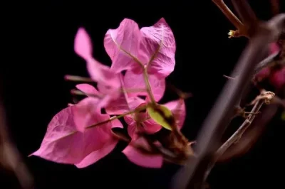 

Оригинальные передние и задние амортизаторы для MJX 1/7 7303, запасные части