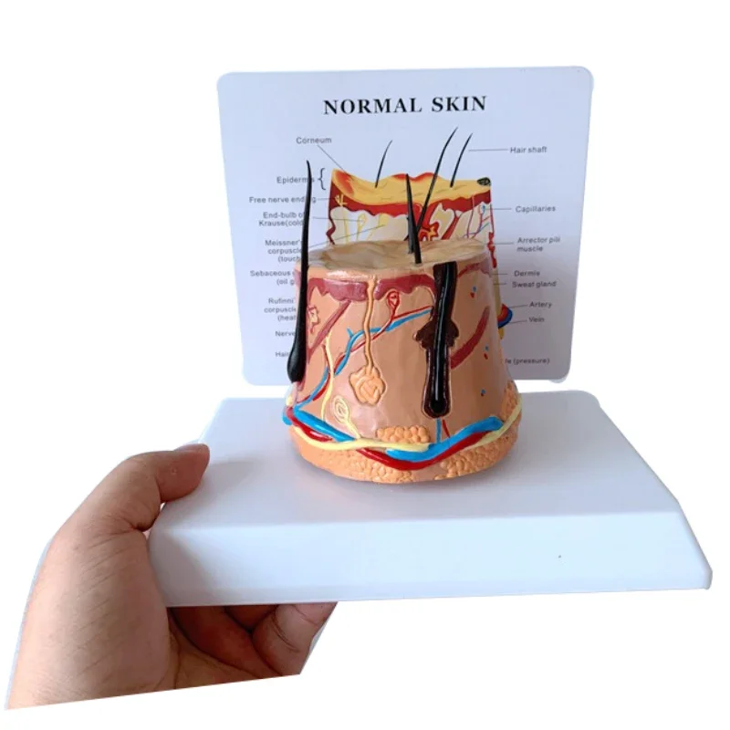 Healthy Skin Human Hair Growth Process Demonstration Process Skin Enlarged Skin Anatomy Model