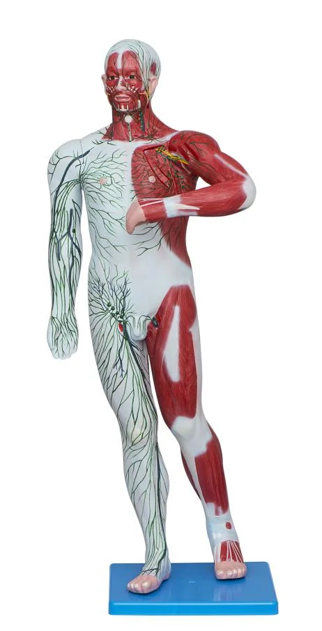 

Human Superficial Lymphatic and Venous Distribution Model Medical Science Lymph Venous Simulator Teaching Aids for Doctor-patien