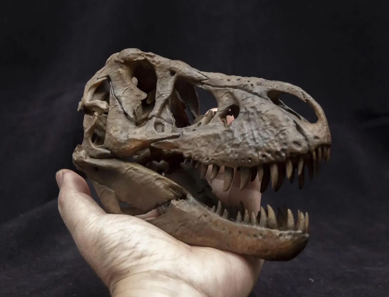 Tyrannosaurus Rex Trix Head Skeleton Model Dinosaur Animal Figure Collector Educational Decoration Realistic GK Toy Adult Gift