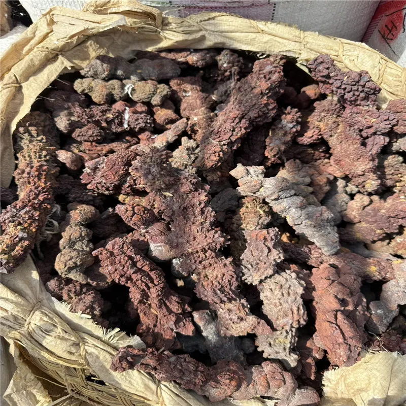 1000g COPROLITE Fossilized Dinosaur Poop Specimen Fossil Madagascar – Detail 4