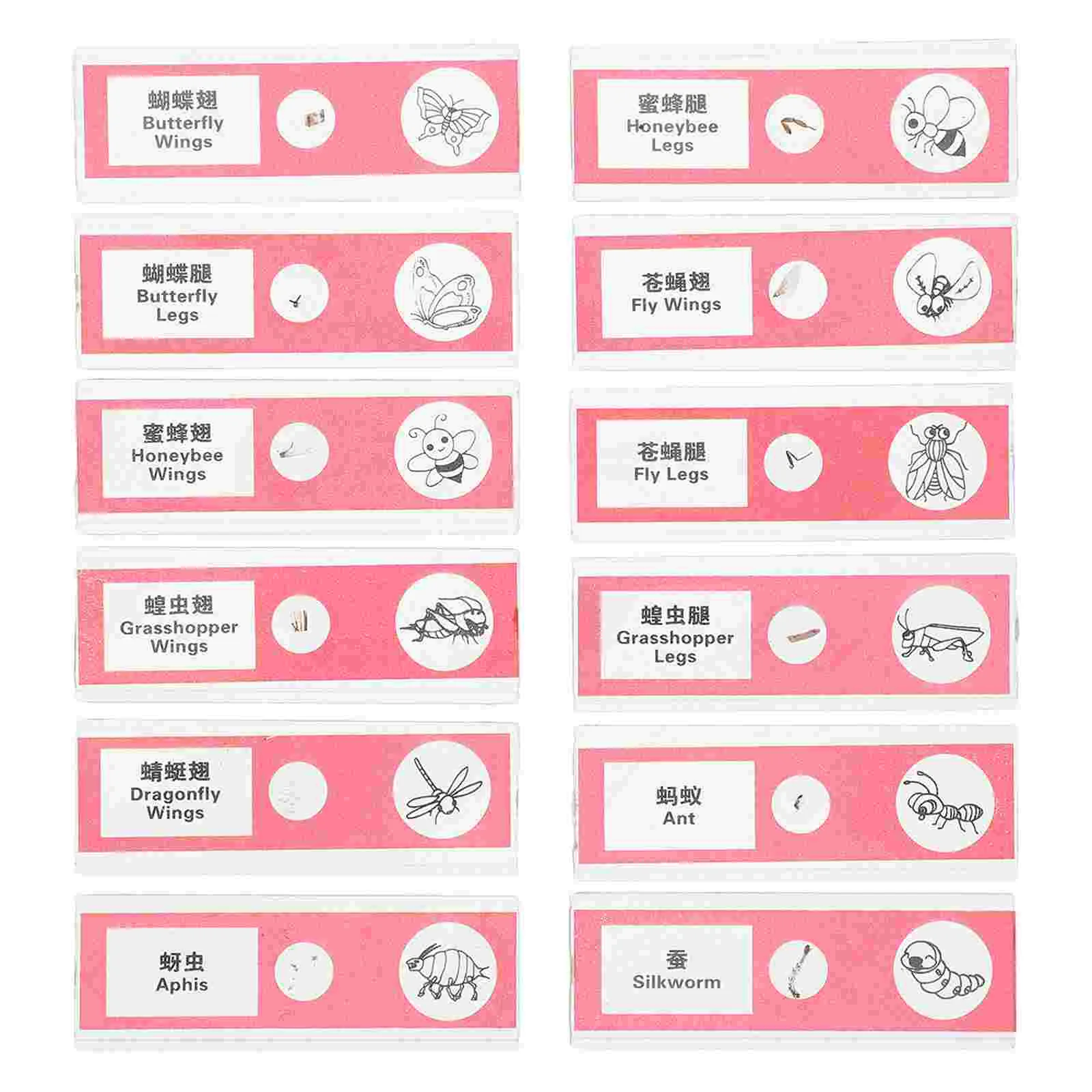 12 Pcs Biological Sample Sections Microscope Slides for Kids Red Plastic Prepared