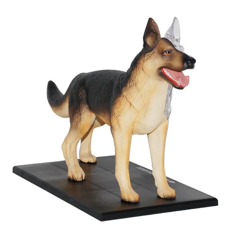 4D MASTER Dog Model Canine Assembling Anatomical Model Animal Organ Anatomy Model Skeleton Science Educational