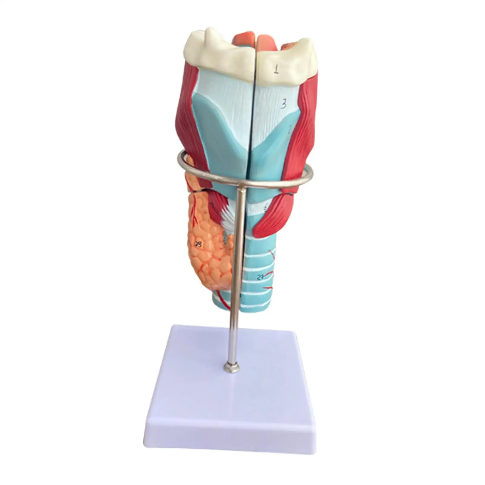 نموذج تشريحي من الحنجرة البشرية 2x قابل للفصل مع أداة تعليمية أساسية لدراسة البحوث في الفصول الدراسية ومدرسة التعلم #3