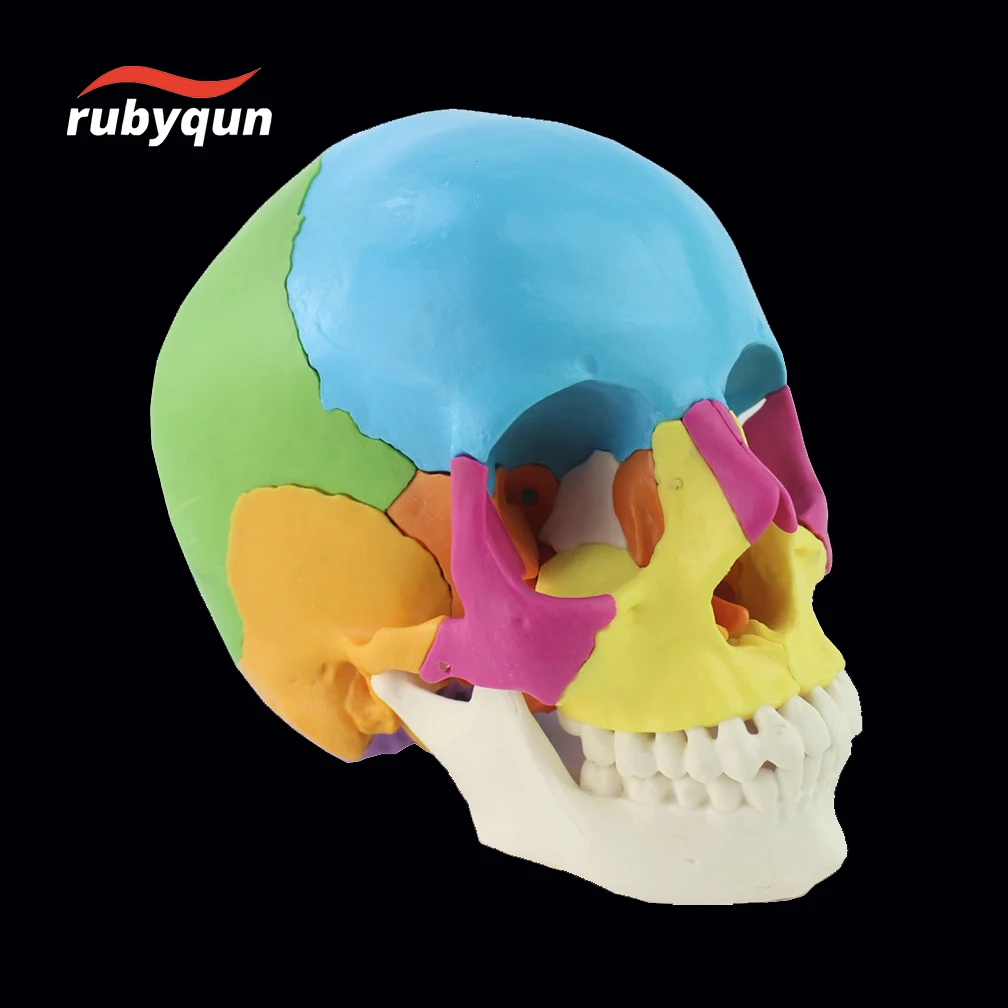 

1:1 Life-sized 22 Parts Human Anatomy Head Skull Model Colored Assembly Adult Medical Skeleton Skeleton Brain Educational Models