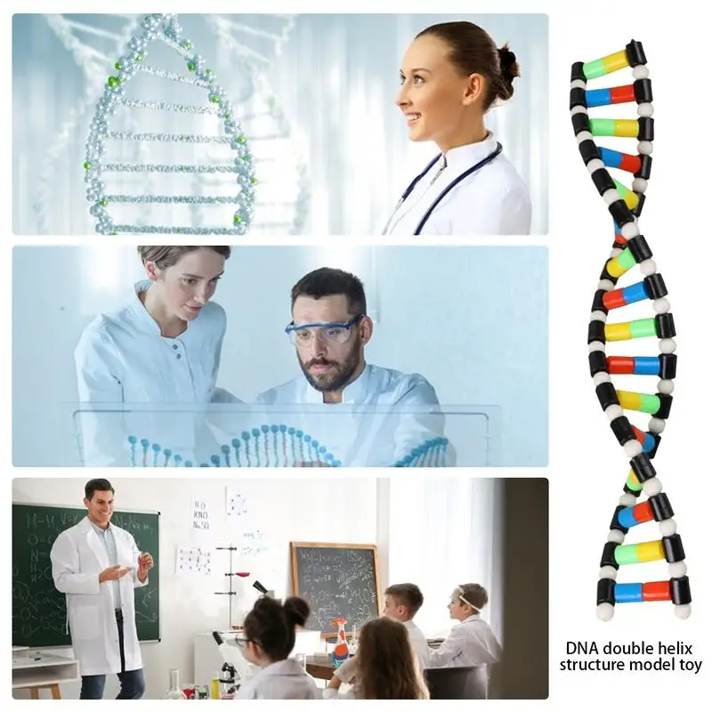 DNA Model Kit Portable Assembly Double Helix Toys Preschool Science Toys Teaching Aids Learning And Educational Toys DNA Games