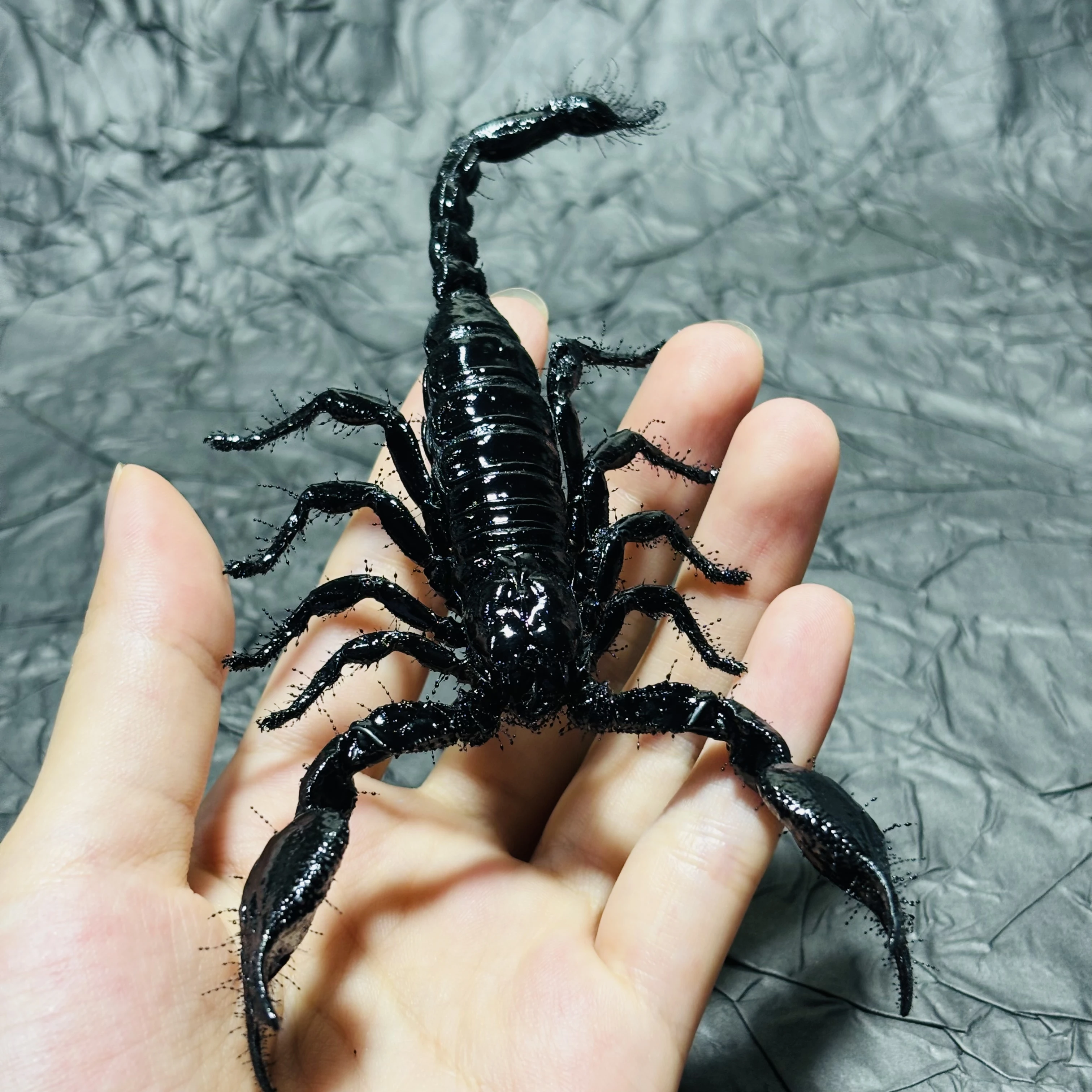2108 Wholesale Rainforest Scorpion Craft Model Collection Realistic Creature Themed Desktop Ornament Handmade Dark Style Decor