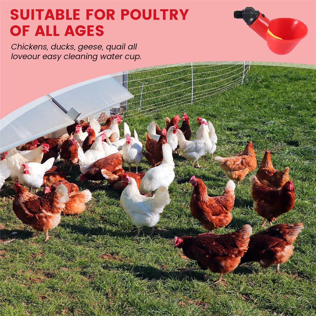 New Chicken Waterer Cups, Chicken Waterer Feeder Tee Fittings, Automatic Chicken Waterer for Chicken Ducks Quail 6Pcs