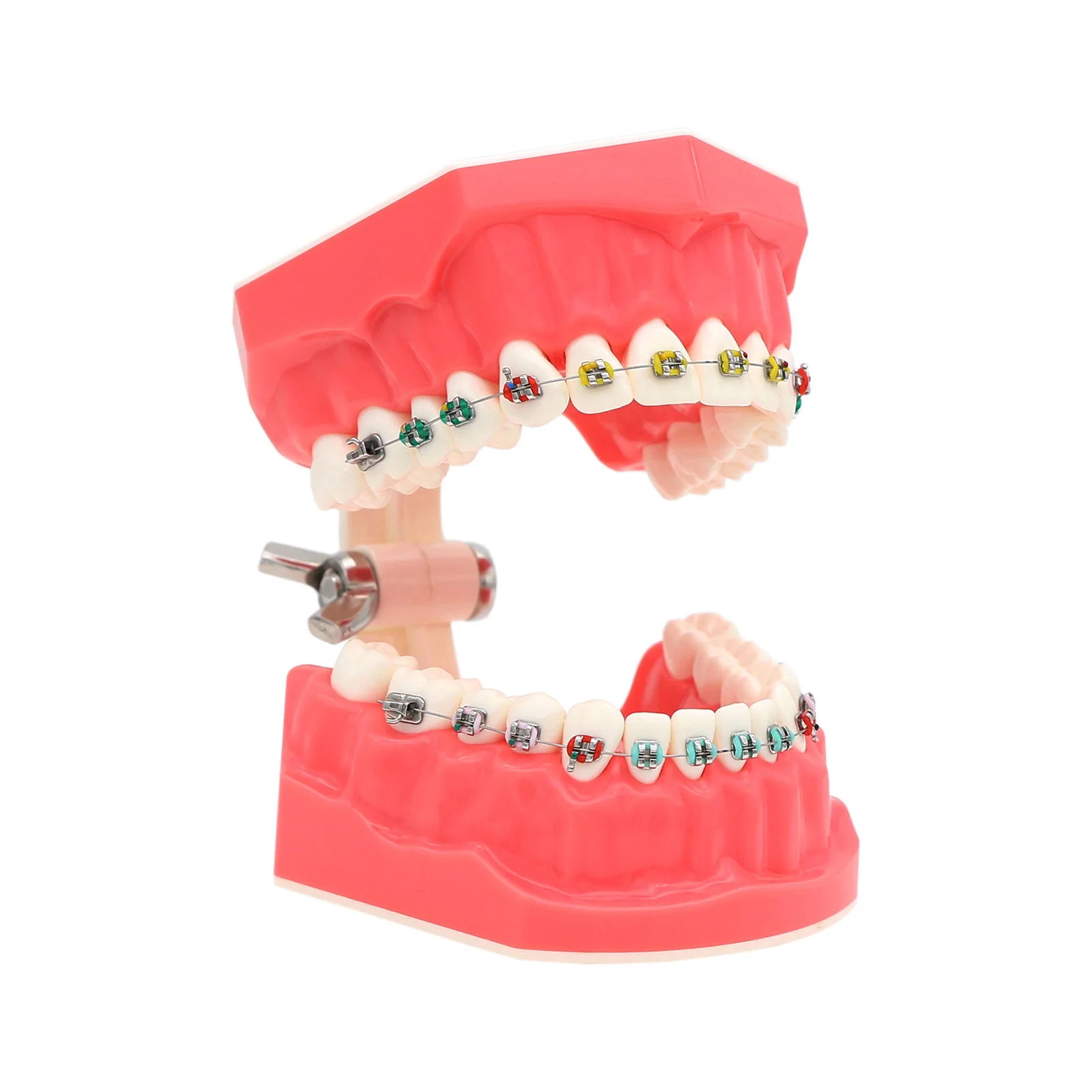 Dental Typodonts Teeth Model M7010-2 Orthodontic Teaching Study Demonstration Tool Standard Dentist student for Teaching