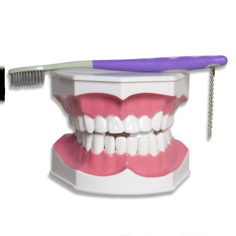 הפה מלא ללמד מודל נשלף typoodnt לומד שיניים מודל תרגול שיניים לימוד הדגמה