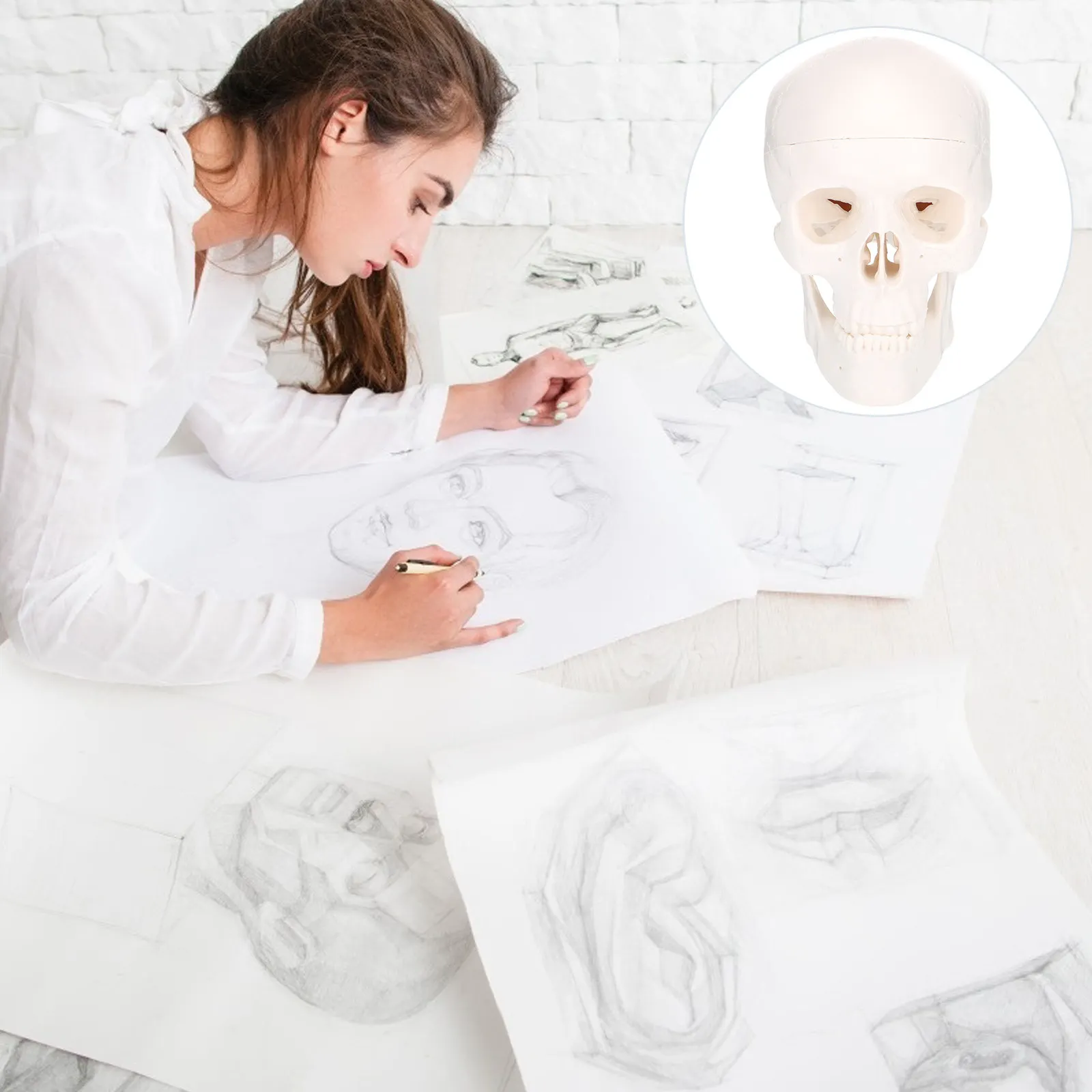 

Учебное пособие по анатомии черепа для школ и больниц: пластиковая модель для изучения структуры костей головы человека, настольная.