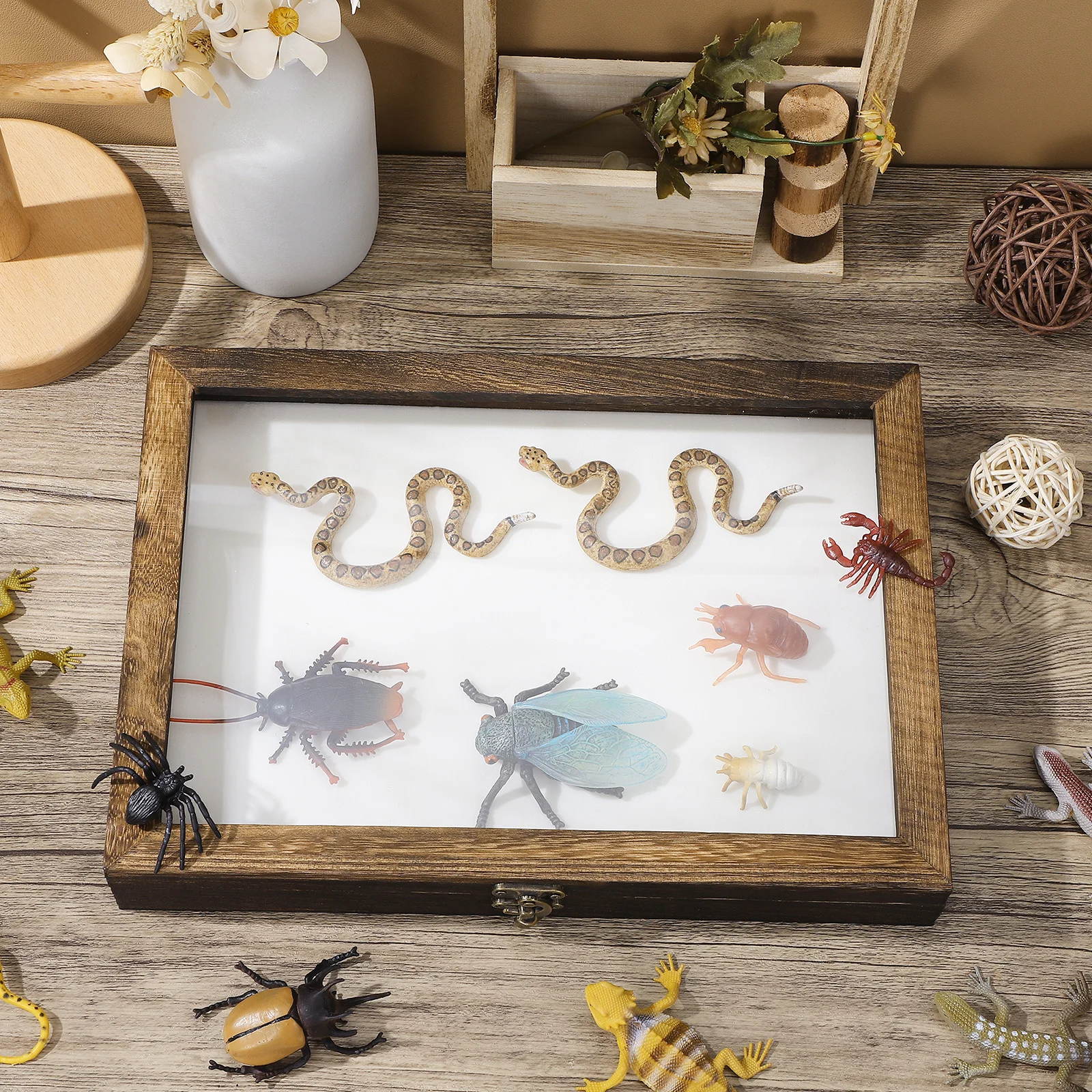 1 Set Insect Specimen Box With Transparent Lid For Plant Wood Storage Display Case Shadow Frame Container Wooden Showcase Tool