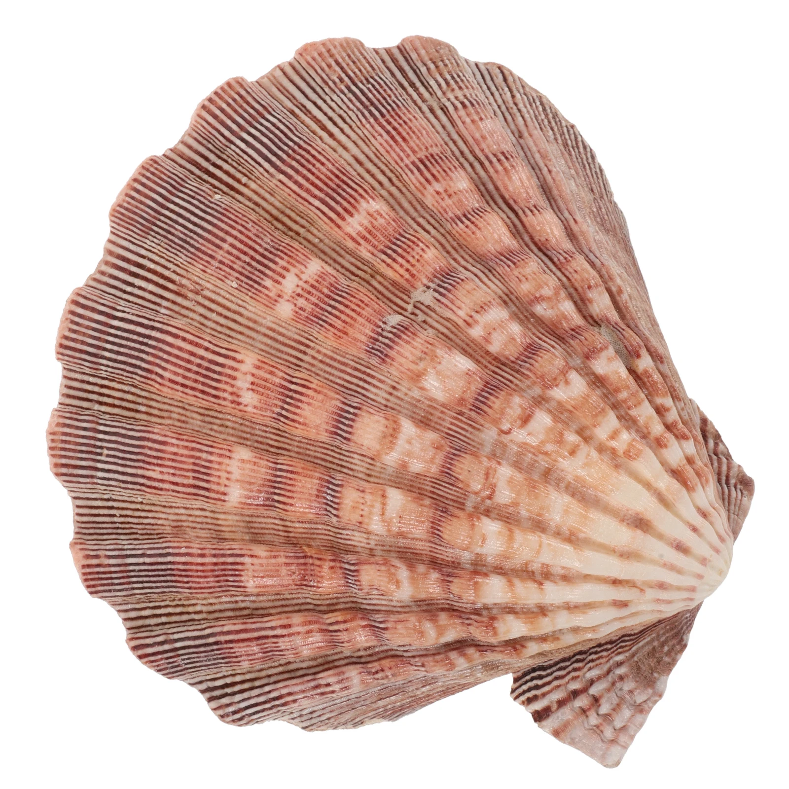 

1pcs Large White Scallop Shells Sea Shells Decor For Crafting Diy Party Favors Fish Tank Decoration Wall Art Home Garden