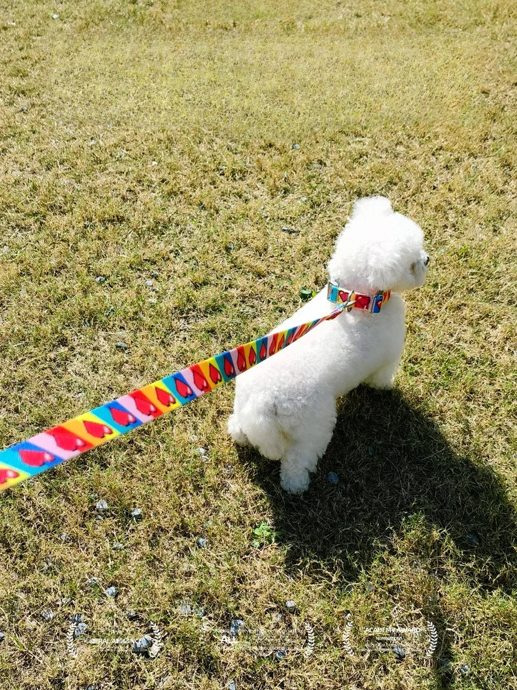 

Поводок для собак для прогулок на улице, товары для животных, для крупных, средних и маленьких собак, веревочный поводок-цепь, без бренда, эластичный ошейник