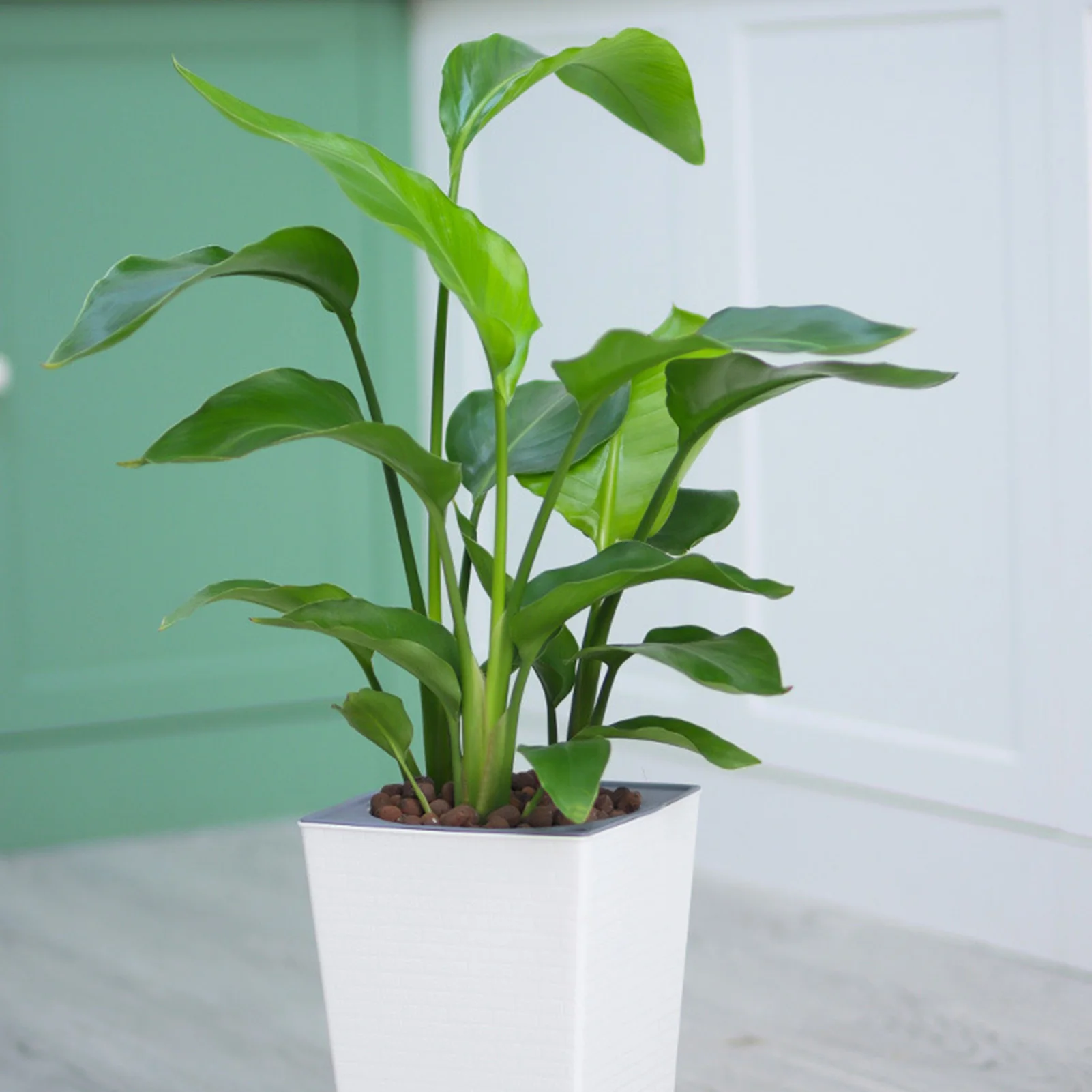 Selbstbewässernder Kunststoff-Pflanzgefäß, intelligenter, selbstbewässernder Blumentopf für Zimmerpflanzen, Sukkulenten
