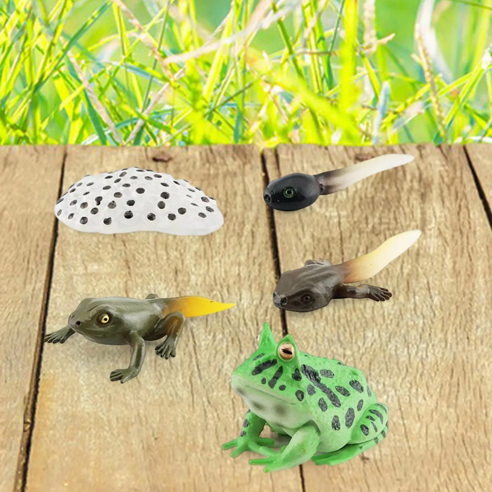 โมเดลวงจรชีวิตกบ 3 ตัว ของเล่นรูปสัตว์สำหรับการเรียนรู้วงจรชีวิตสัตว์ สำหรับงานโปรเจกต์