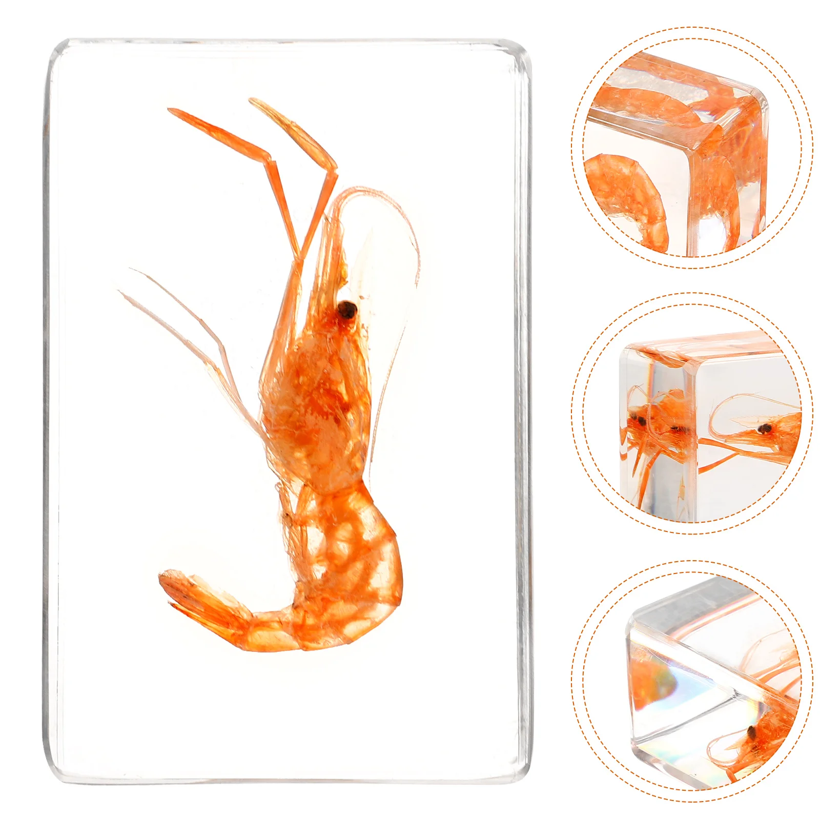 

Resin Specimen Table Display Specimen Resin Shrimp Decoration for Education Collection shrimp specimen resin