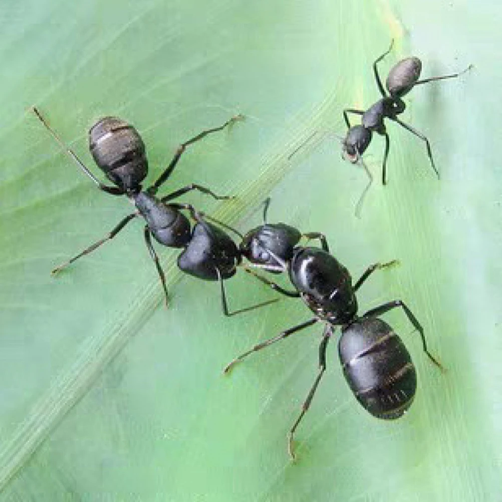 

4pcs Ants Statue Decor Miniature Ant Figurines For Home Garden Office Desktop Decoration Simulation Insect Ornament