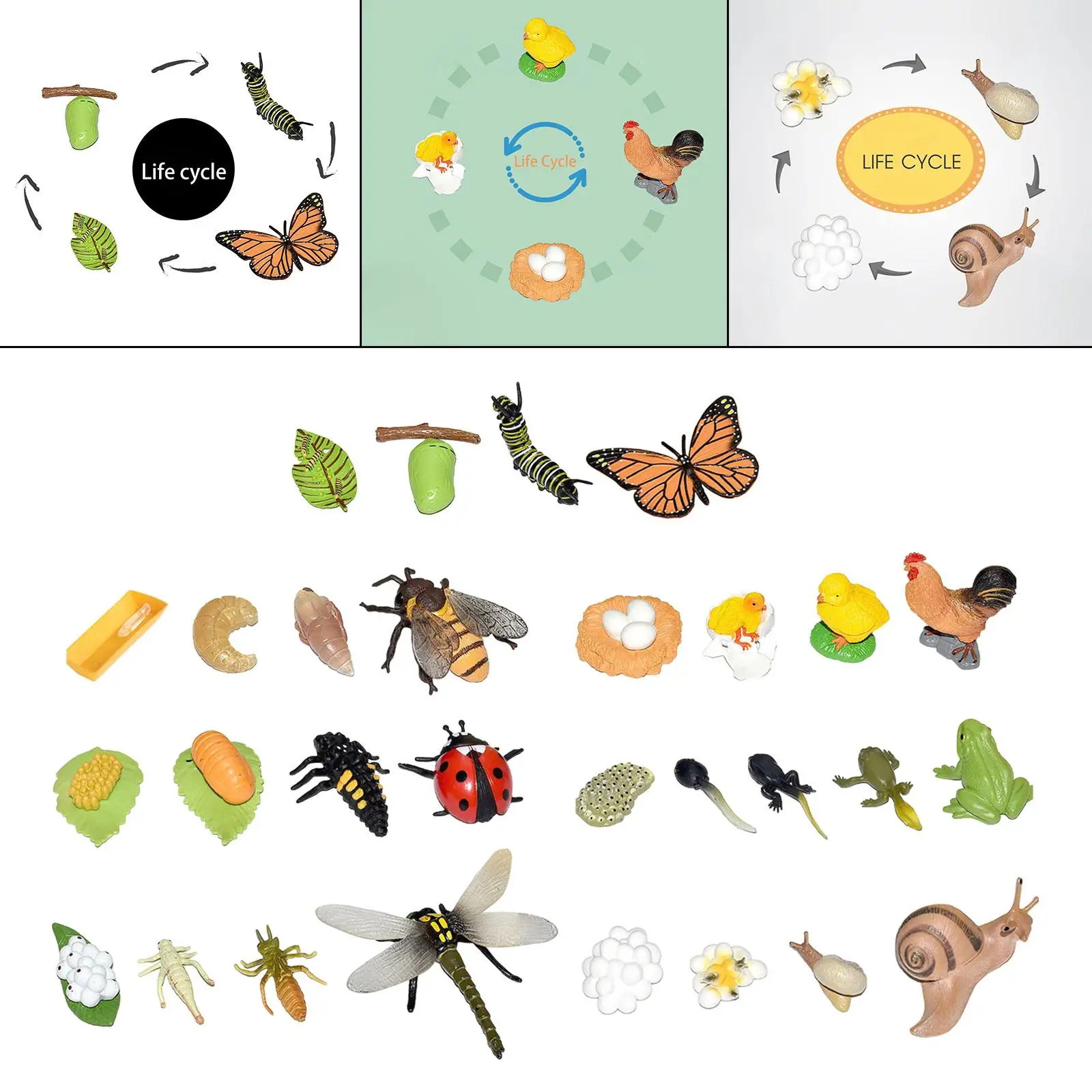 Figuras do ciclo do crescimento animal para a aprendizagem pré-escolar, modelo biologia, bolo Toppers