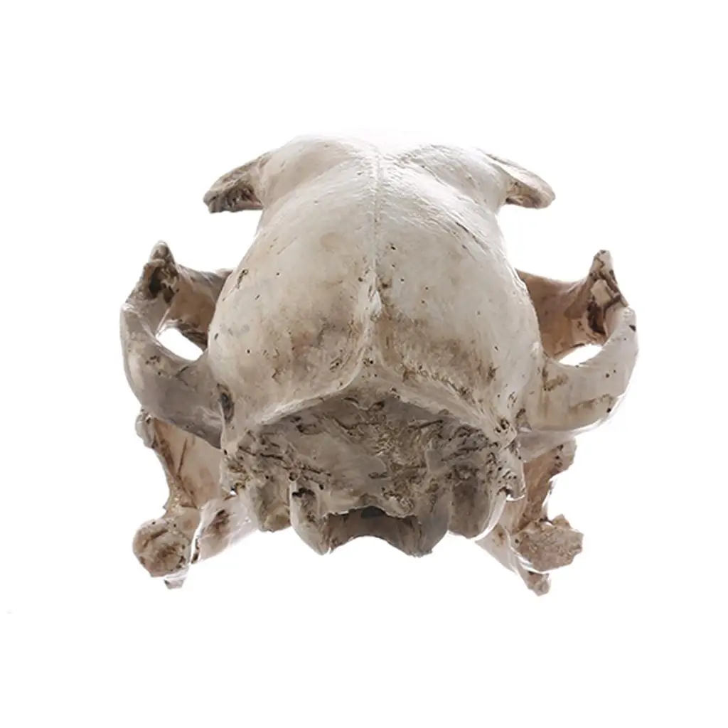 Lifesize Resin Cat Skull Model Decorative Figurine Solid White Skull Collection for Tabletop Teaching Prop