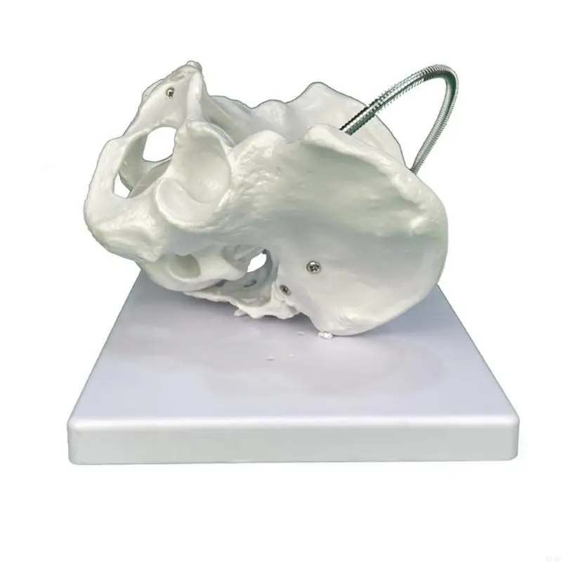 female-pelvis-model-with-fetal-skull-midwifery-teaching-models-for-educational