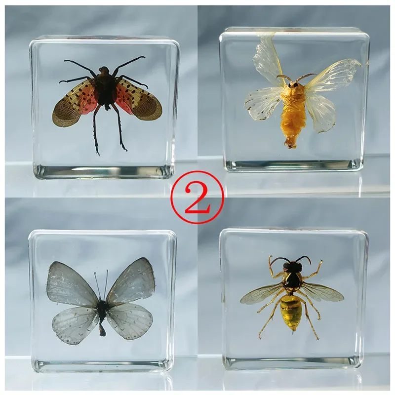 Real Insects Butterflies Starfish Shells Specimens Transparent Resin Specimens Children Teaching Beach Decorations for Home