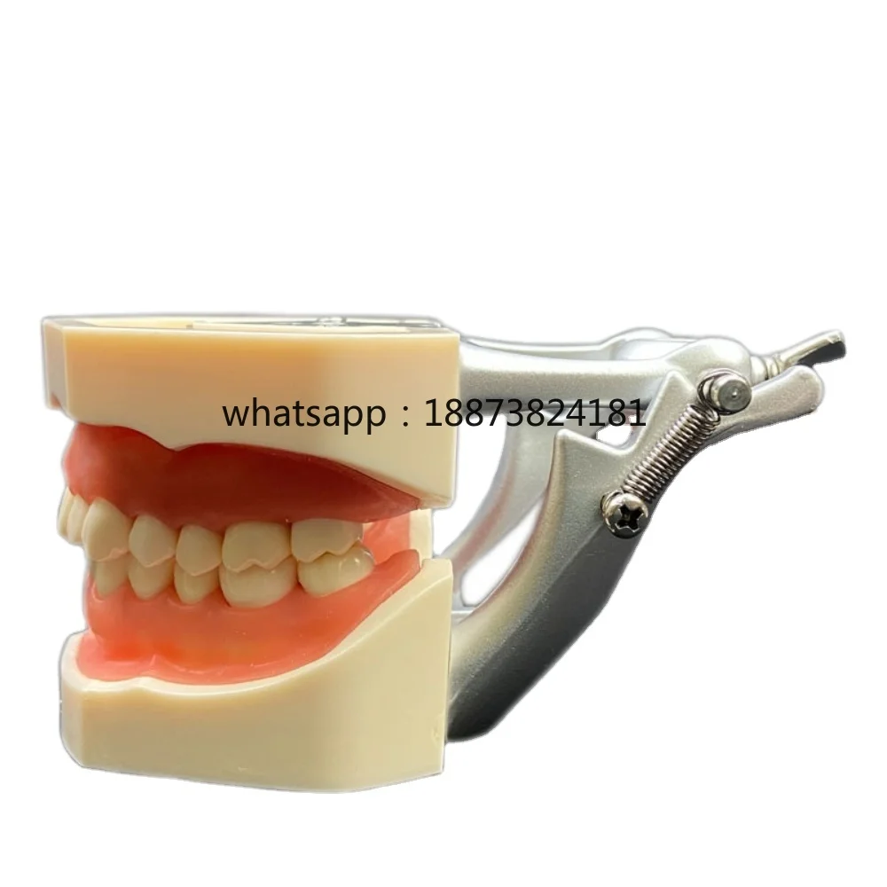 

Medical Science Dental Teaching Model Standard Human Dental Teeth with 28 32 Teeth Jaw Manual Power Source Anatomical Model fast
