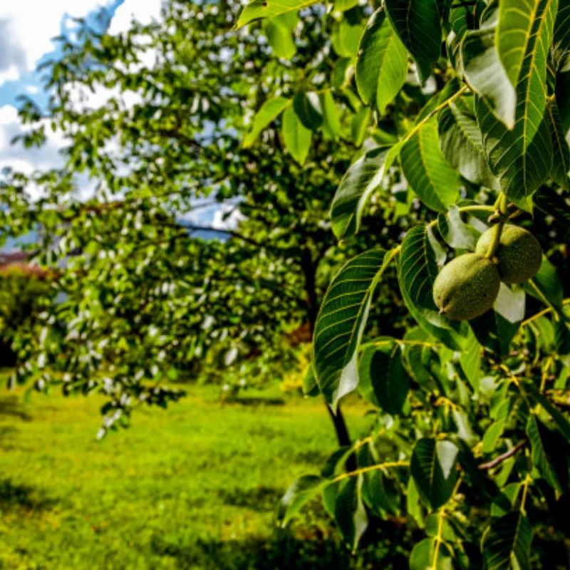 

Металлическая передняя/задняя мостовая ось, коробка передач для WPL C14 C24 B14 B24 B16 B36 1/16 RC Car Truck Rock Crawler Trucks RC Автозапчасти