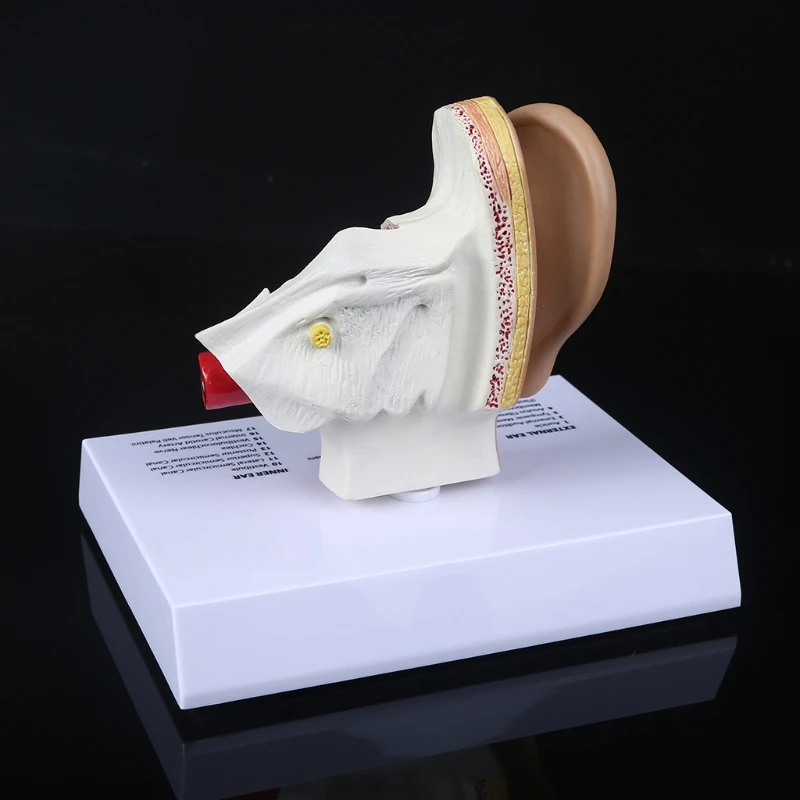 1.5 Times Life Size Human Ear Model Scientific Anatomy Teaching Supplies Anatomical Study Display Professional