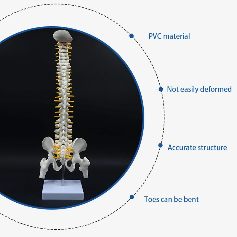 45CM Human Spine with Pelvic Model Human Anatomical Anatomy Spine Model Spinal Column Model+Stand Fexible