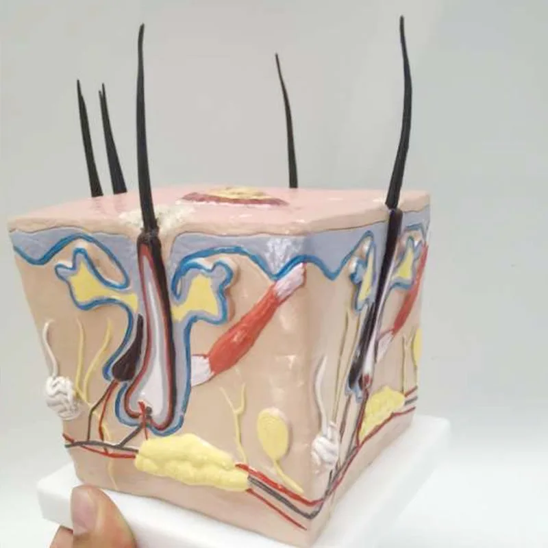 

Модель человеческой кожи головы, выпадение волос, пересадка волос, волосяной фолликул, воспаление, модель капиллярного нерва, обучающие инструменты