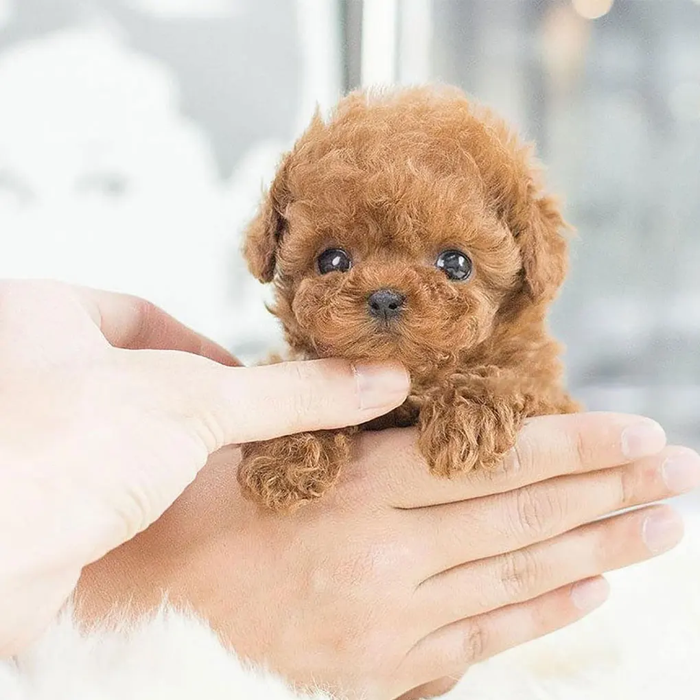Mainan Boneka Lucu yang Bisa Berjalan dan Berbicara, Teman Bermain untuk Anak-Anak, Sentuhan Realistis dan Nyaman, Dapat Diregangkan